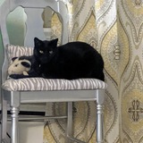 Entry image for Tofu