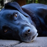 Entry image for Rockie Girl