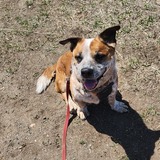 Entry image for Starky