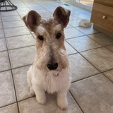 Entry image for Lexie