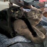 Entry image for Prince and Graycie