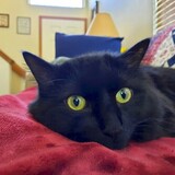 Entry image for TooToo