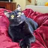 Entry image for Falci