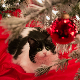 Entry image for Buster