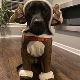 Entry image for Gisborne