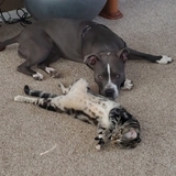 Entry image for Luna Lu (dog) & Roxy Roo