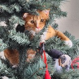 Entry image for Mr. Pancake