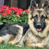 Entry image for Boomer (Boo)