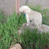 Entry image for Oliver