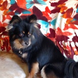 Entry image for Yoda