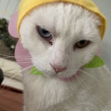 Entry image for Snow