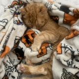 Entry image for Dezmond