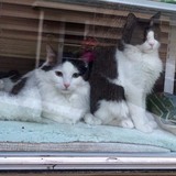 Entry image for Charlie and Dickens 