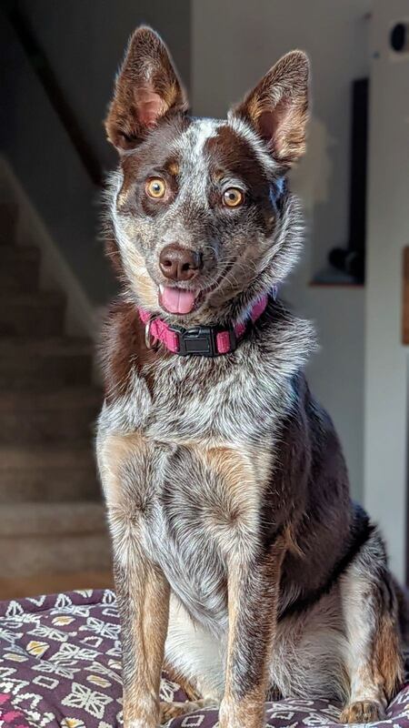 Entry image for Kira. Clicking this image will show a larger photo