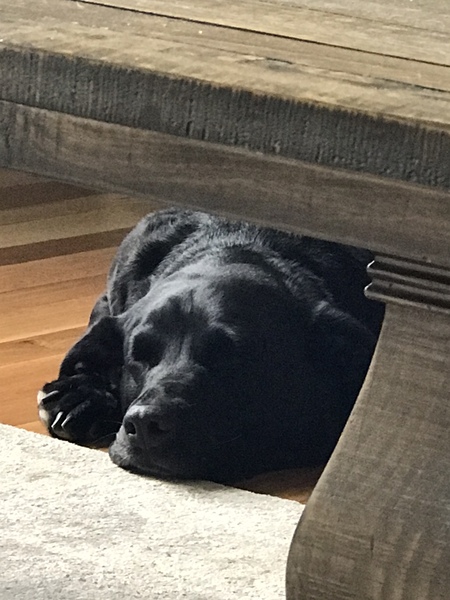 Entry image for OLLIE. Clicking this image will show a larger photo