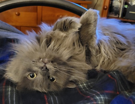 Entry image for Theodore (Theo). Clicking this image will show a larger photo