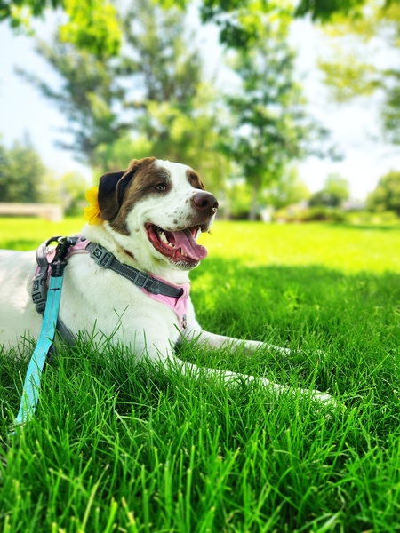 Entry image for Beau. Clicking this image will show a larger photo