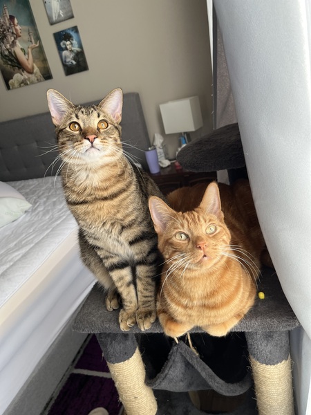 Entry image for Cornelius and Jaspurr . Clicking this image will show a larger photo