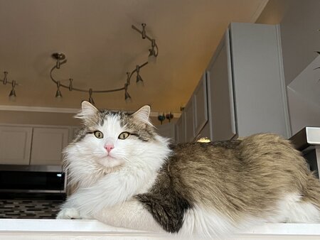 Entry image for Squirt. Clicking this image will show a larger photo