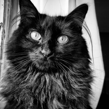 Entry image for Charlotte . Clicking this image will show a larger photo