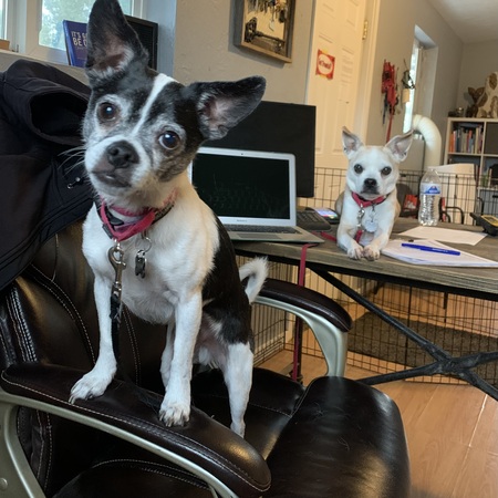 Entry image for Porkchop and Eugene . Clicking this image will show a larger photo