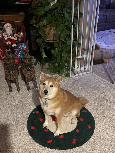 Entry image for Mika. Clicking this image will show a larger photo