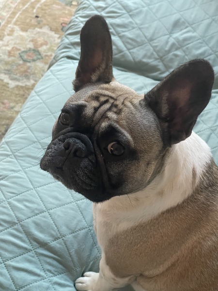 Entry image for Rose. Clicking this image will show a larger photo