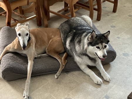 Entry image for Carmen & Milo. Clicking this image will show a larger photo