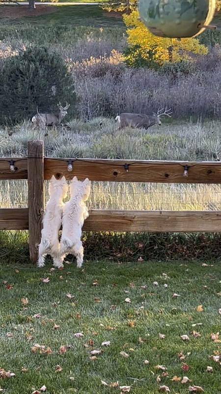 Entry image for Duke and Scully . Clicking this image will show a larger photo