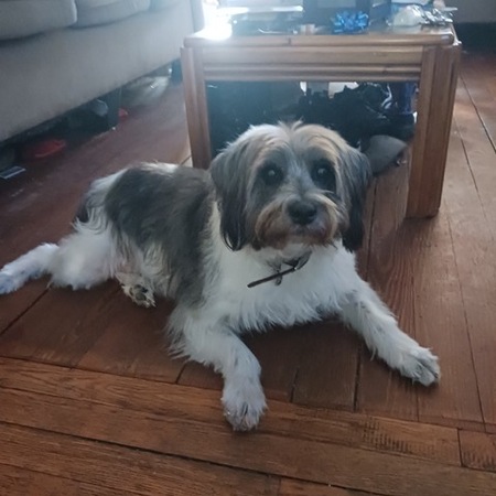 Entry image for Ozzie. Clicking this image will show a larger photo