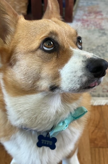 Entry image for Tito. Clicking this image will show a larger photo