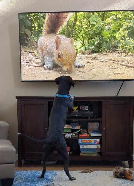 Entry image for Tucker. Clicking this image will show a larger photo