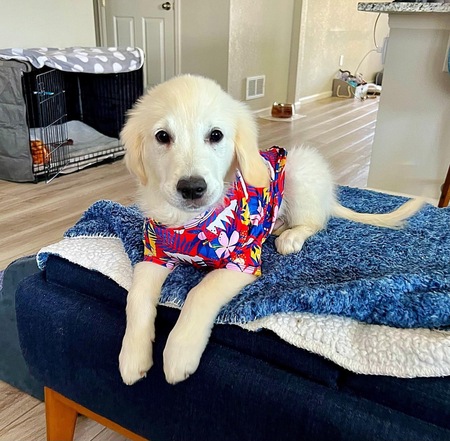 Entry image for Shiloh. Clicking this image will show a larger photo