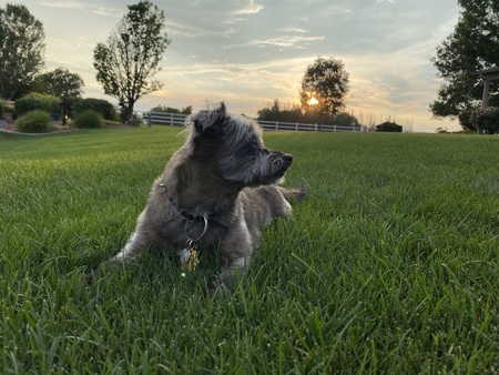 Entry image for Pepper. Clicking this image will show a larger photo