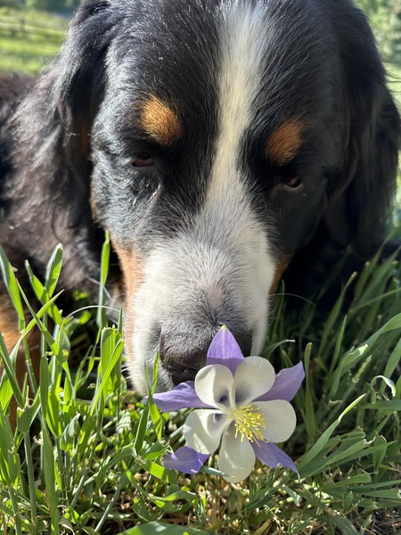 Entry image for Bella Luna. Clicking this image will show a larger photo