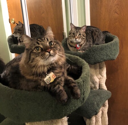 Entry image for Snickers & Monte. Clicking this image will show a larger photo