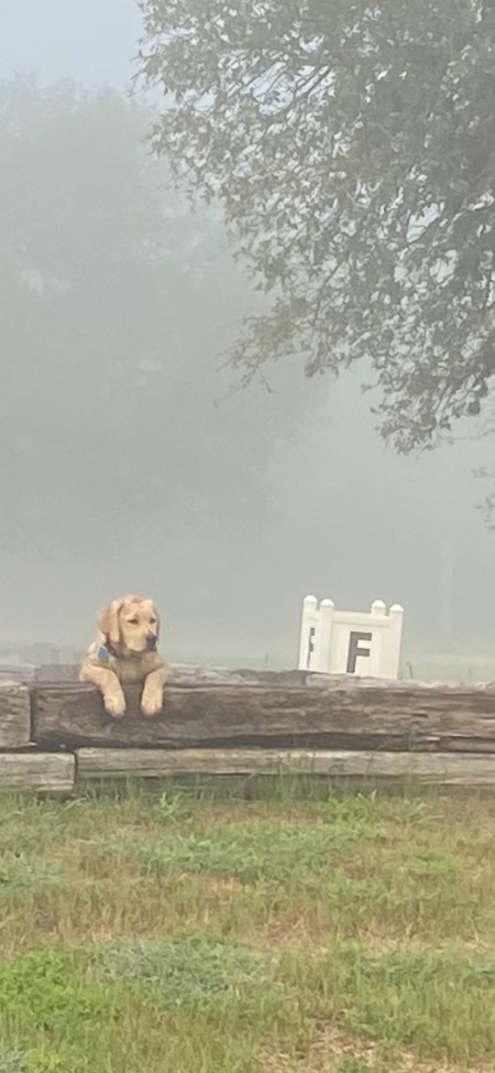 Entry image for Maisy. Clicking this image will show a larger photo