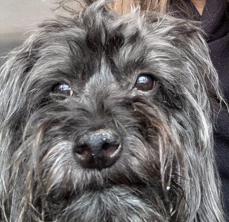 Entry image for Finnian . Clicking this image will show a larger photo