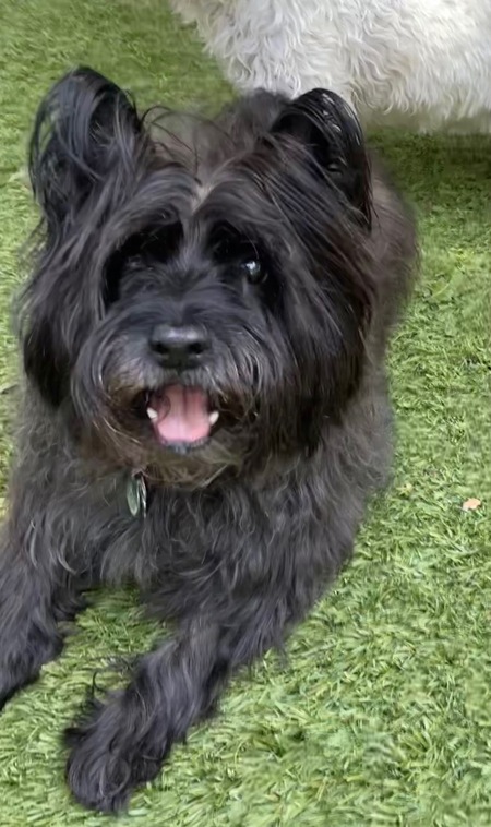 Entry image for Merlin. Clicking this image will show a larger photo