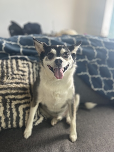 Entry image for Bandit. Clicking this image will show a larger photo