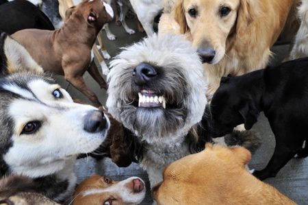 Entry image for Doobie. Clicking this image will show a larger photo