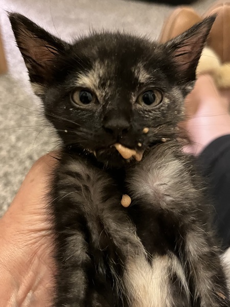 Entry image for Rosie. Clicking this image will show a larger photo