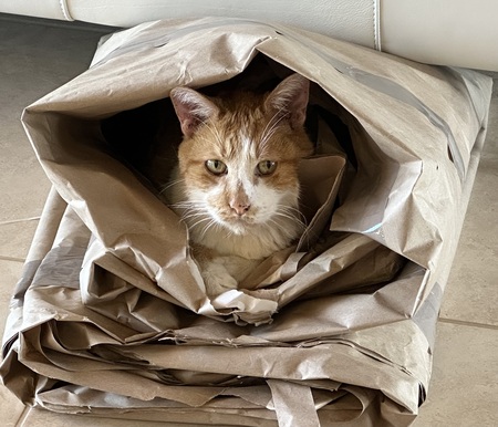 Entry image for Bob. Clicking this image will show a larger photo