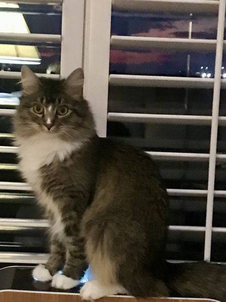 Entry image for Mika. Clicking this image will show a larger photo