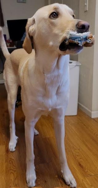 Entry image for Lily. Clicking this image will show a larger photo