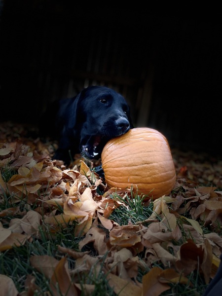 Entry image for Rocky. Clicking this image will show a larger photo