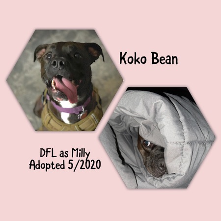 Entry image for KoKo Bean . Clicking this image will show a larger photo