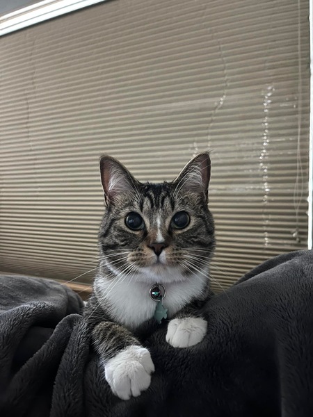 Entry image for Ziggy Stardust . Clicking this image will show a larger photo