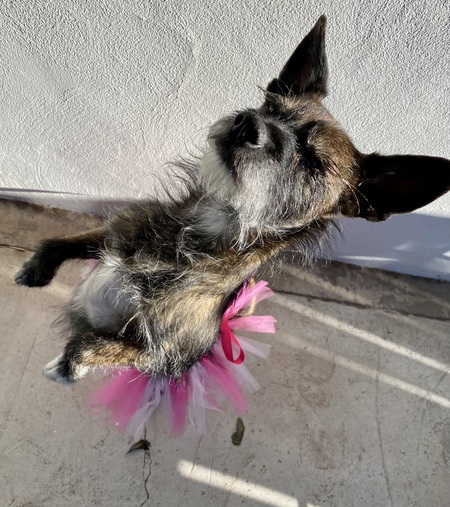 Entry image for Randy. Clicking this image will show a larger photo