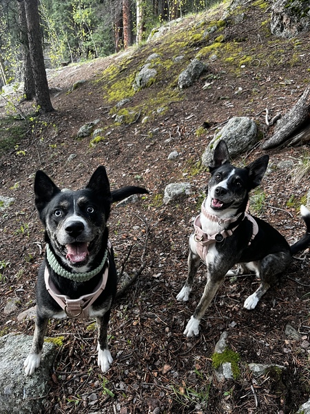 Entry image for Eloise & Finleigh. Clicking this image will show a larger photo